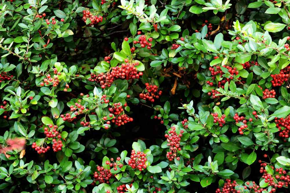 Nahaufnahme eines Feuerdornstrauchs mit roten Beeren.