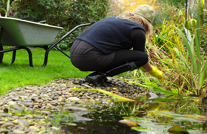 Teich bepflanzen