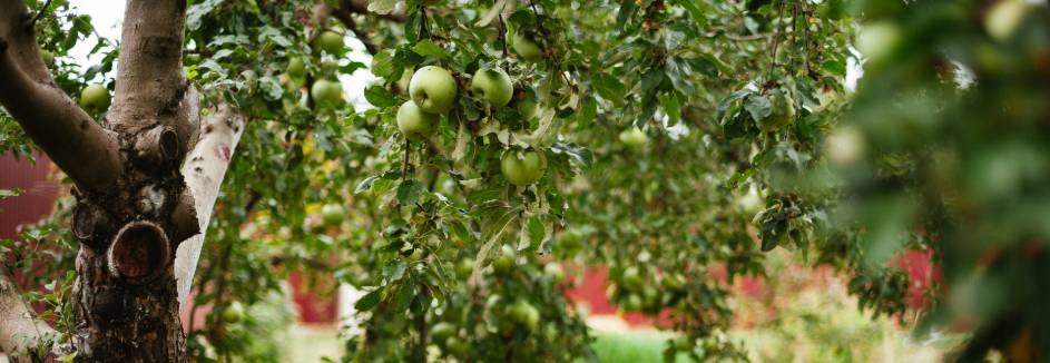 Baumobst Apfelbaum