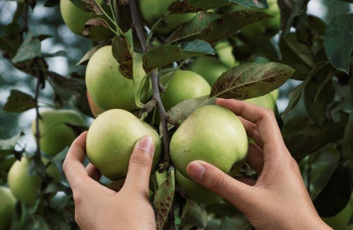 Baumobst Apfel