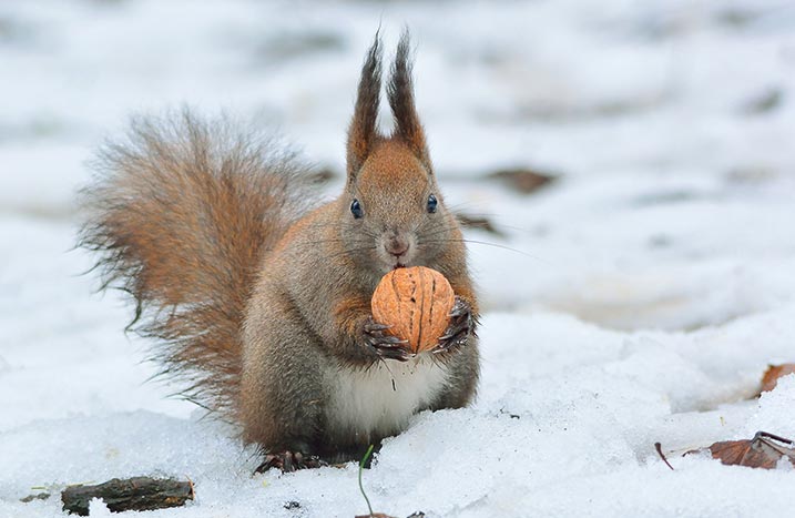 Eichhörnchen im Schnee