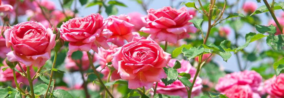 Rosen