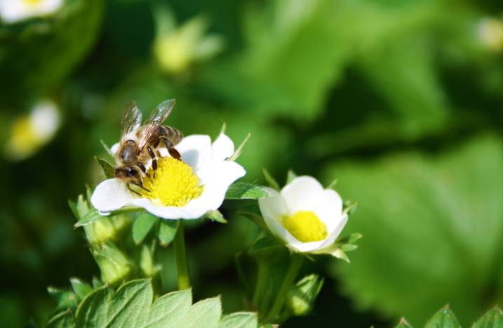 Insektizide Pflanze Biene