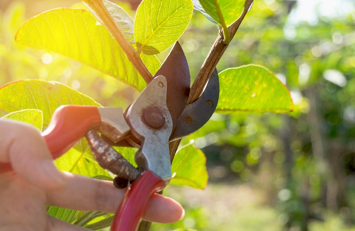 Rosen schneiden im Frühling.