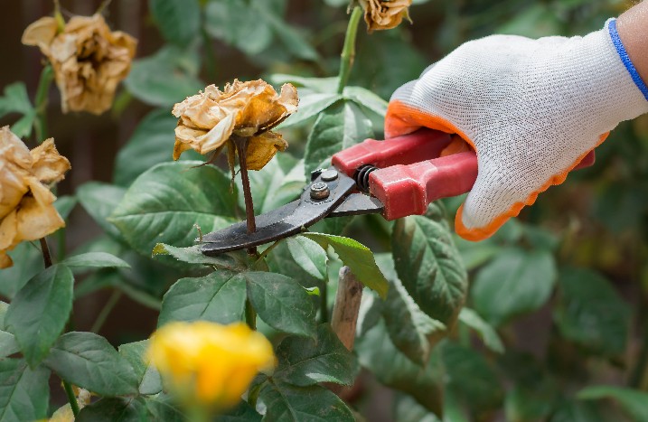 Vergilbte Rosen werden mit einer Gartenschere geschnitten.
