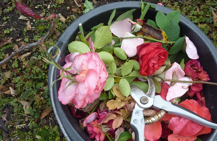 Diverse geschnittene Rosen in einem Eimer.