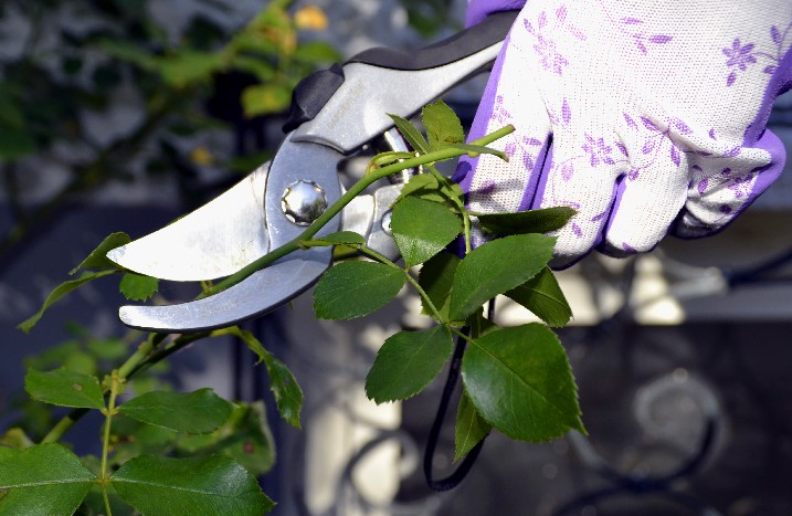 Gärtner mit Handschuh entfernt den Wildtrieb einer Rose.