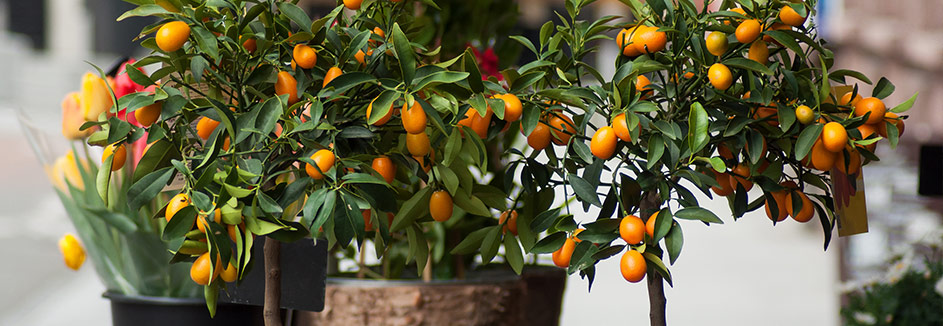 Zimmerpflanzen Zitronen Orangen