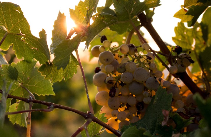 Noch nicht gepflückte Weintrauben mit Abendsonne im Hintergrund