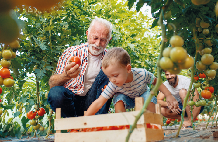 Opa & Enkel ernten Tomaten