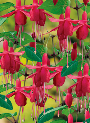 Fuchsia