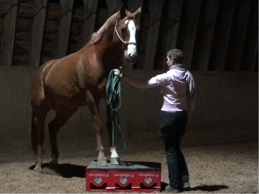 Zirkuspodest für Bodenarbeit mit Pferden