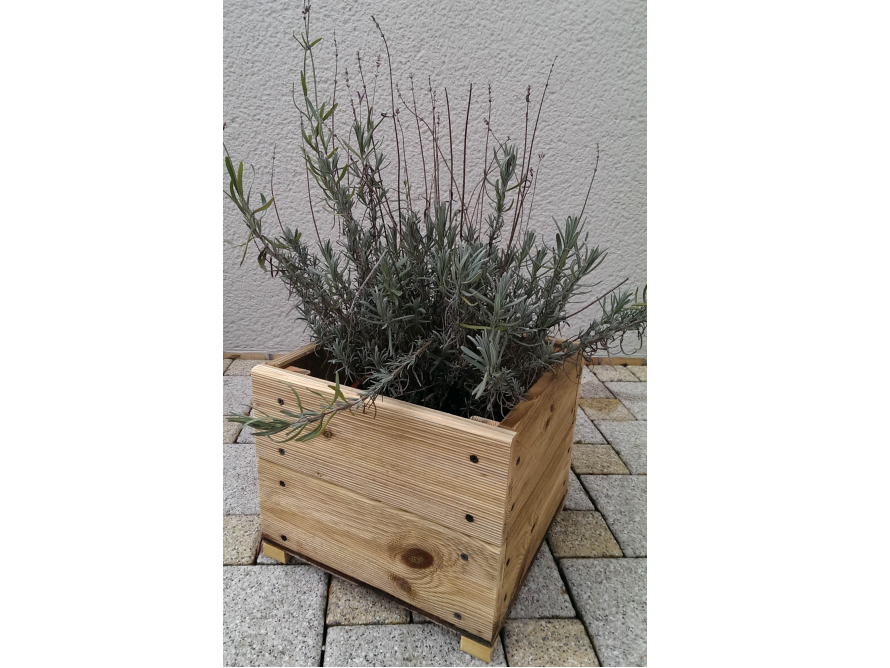Lavendelpflanze in einem quadratischen Holzübertopf