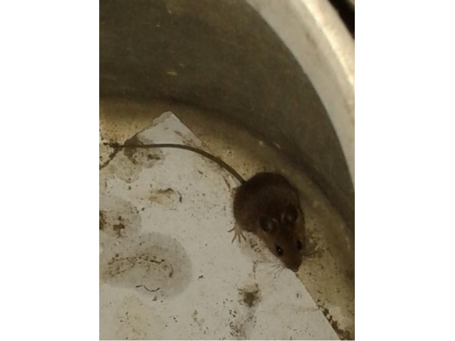 Braune Maus auf Papier