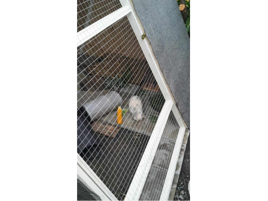 Kaninchen im Gehege mit Maiskolben