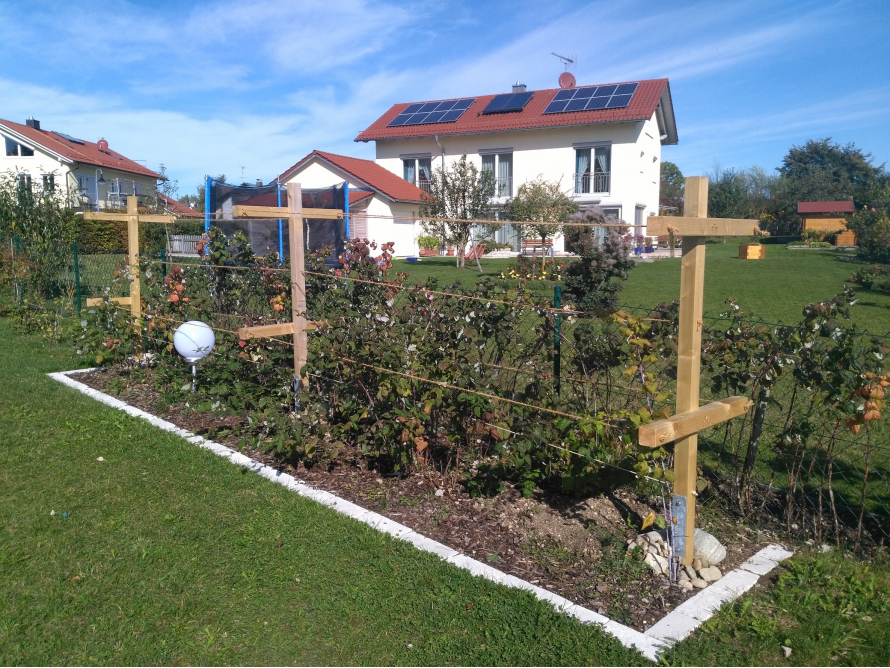 Himbeerranken im Garten