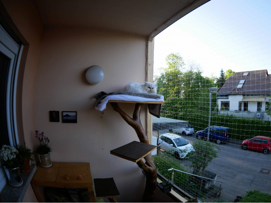 Katze auf Kratzbaum am Balkon