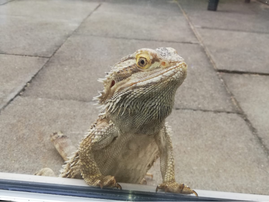 Eine Bartagame schaut aus einem Fenster
