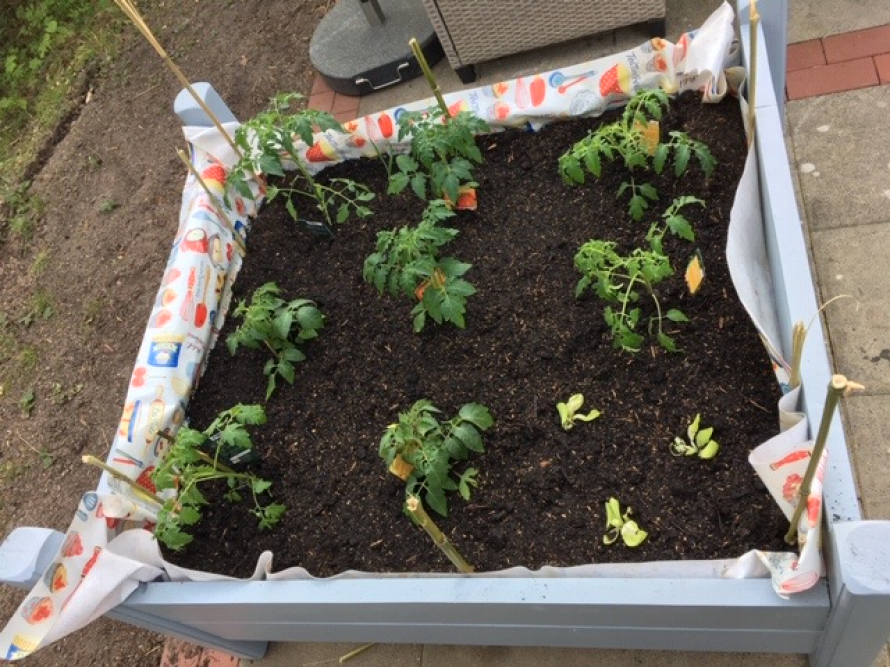 Tomatenpflanzen in einem Hochbeet