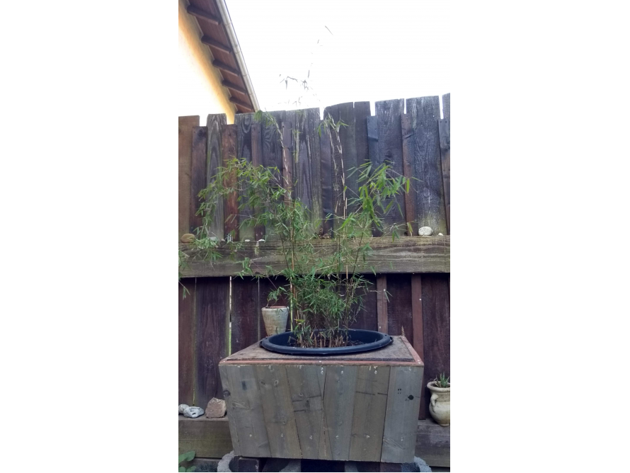 Bambus in einem Topf auf einem Holzkasten