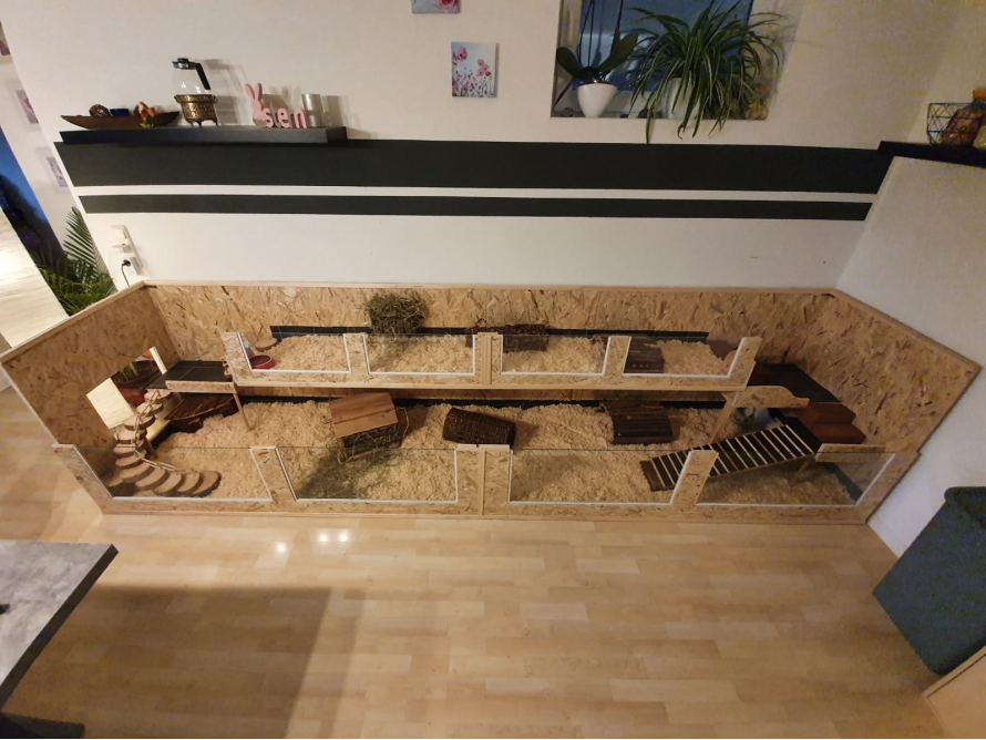 Ein großer, mehrstöckiger Meerschweinchenkäfig aus Holz und Glas.