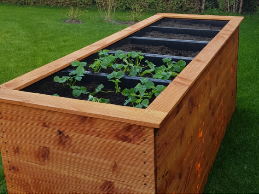 Holzbeet mit jungen Pflanzen