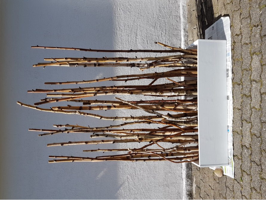 Birkenäste an einem Holzkasten