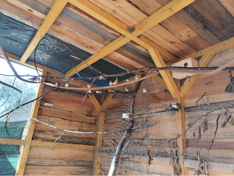 Vögel in einem Holzverschlag