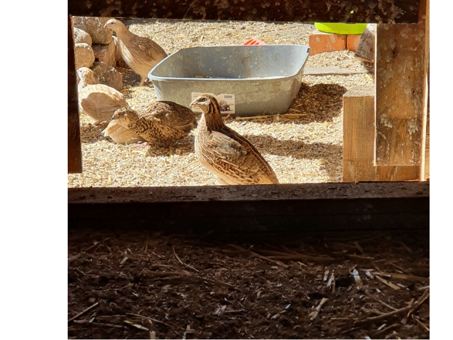 Wachteln in einem Stall