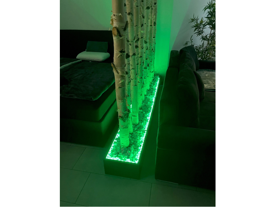 Birkenstämme mit grüner Beleuchtung