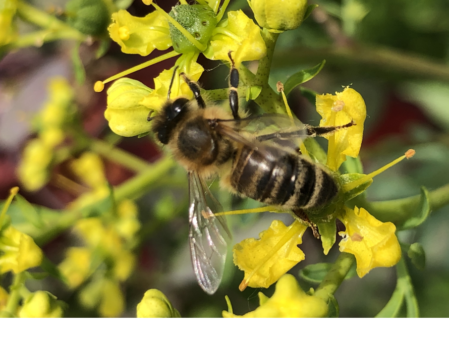 Biene auf gelber Blüte