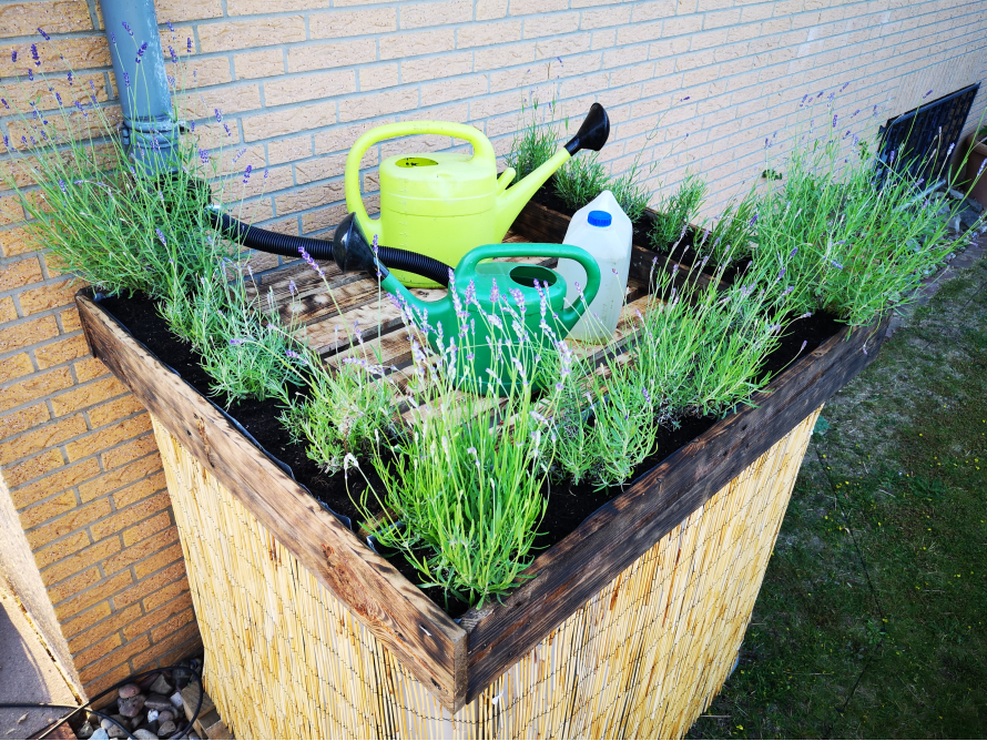 Hochbeet aus Paletten mit Lavendel und Gießkannen