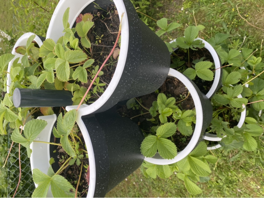 Erdbeerpflanzen in einem Topfständer