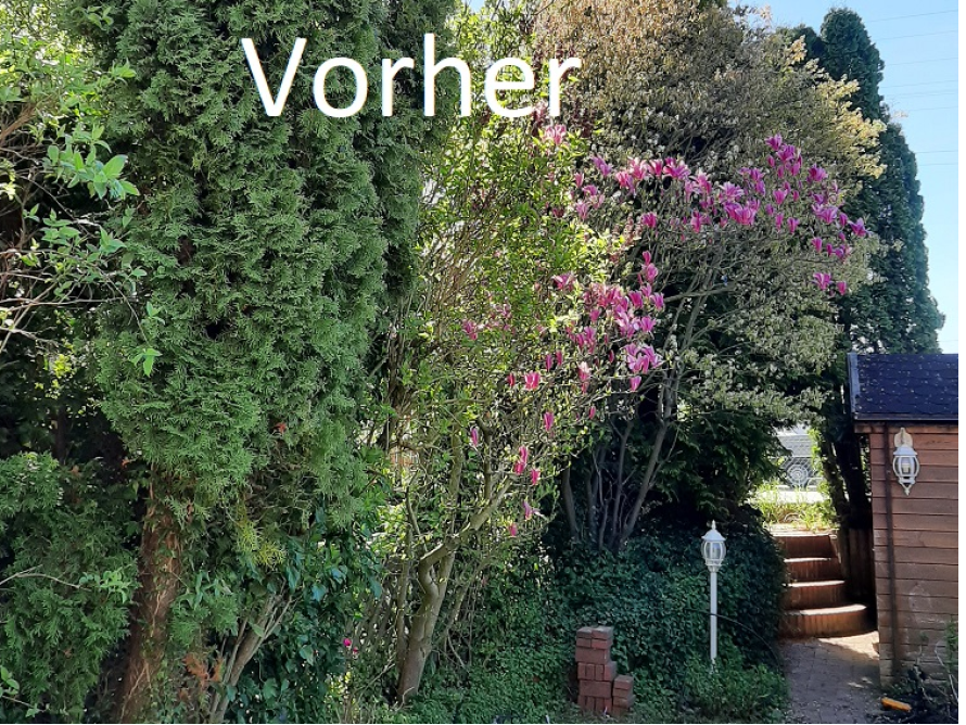 Überwucherter Garten mit Gartenhaus