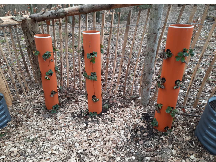 Erdbeeren wachsen in Rohren