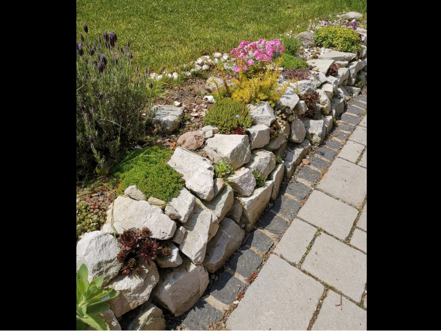 Steingarten mit blühenden Pflanzen