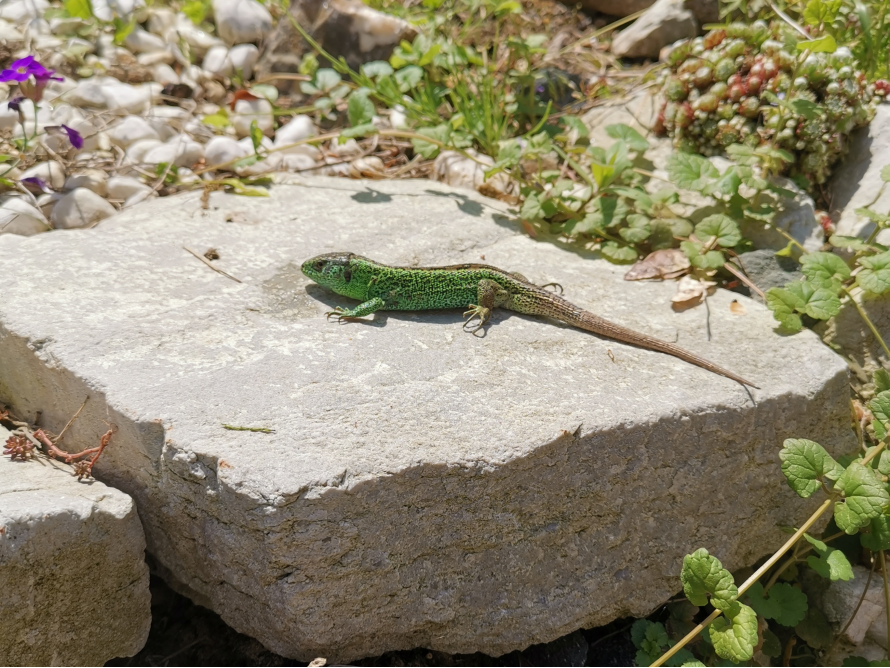 Grüne Eidechse sonnt sich auf Stein