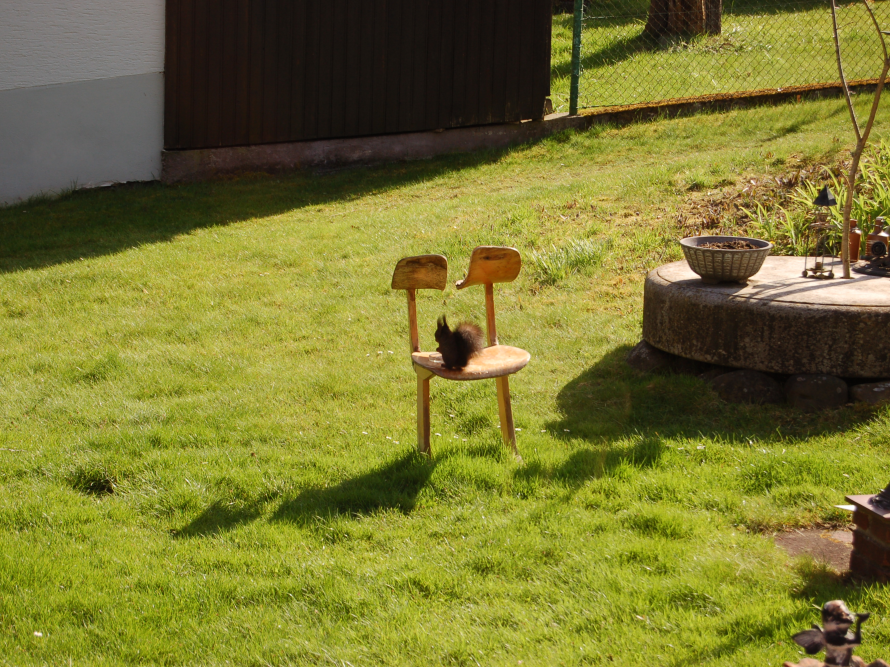 Futterplatz für Eichhörnchen