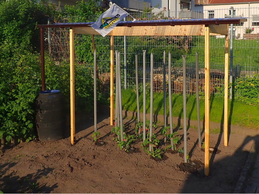 Tomatenpflanzen mit Rankhilfe im Garten