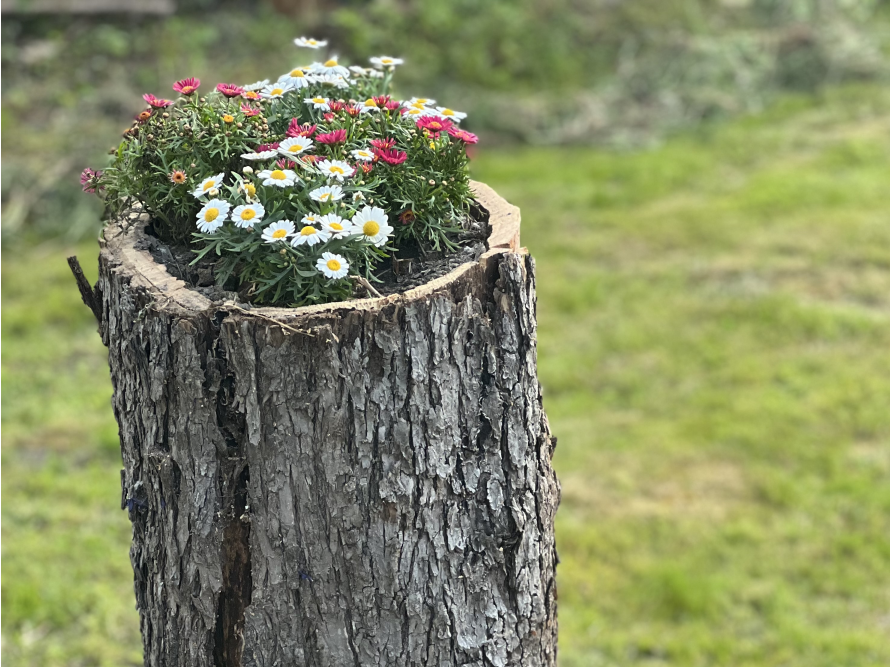 Blumen in einem Baumstumpf