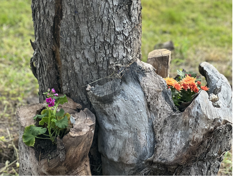 Blumen in Baumstumpf