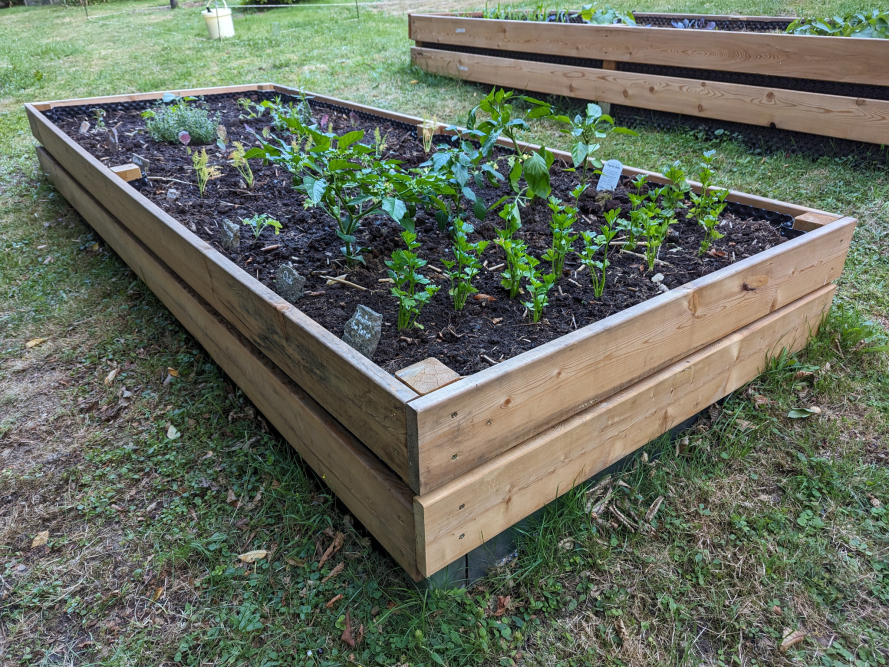 Holzbeet mit jungen Pflanzen