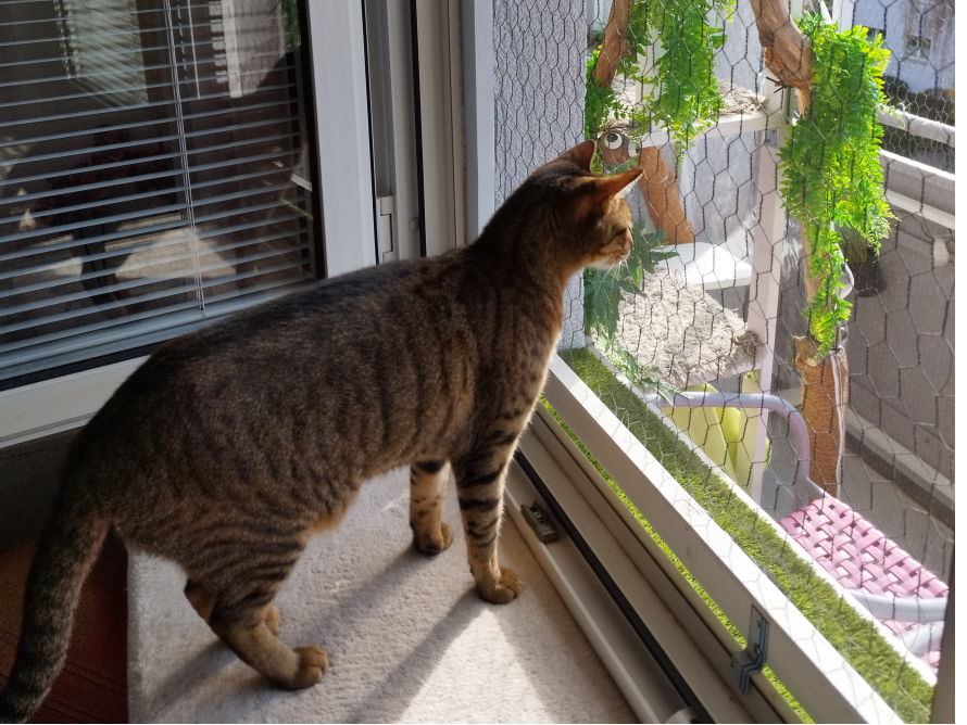 Getigerte Katze schaut aus dem Fenster