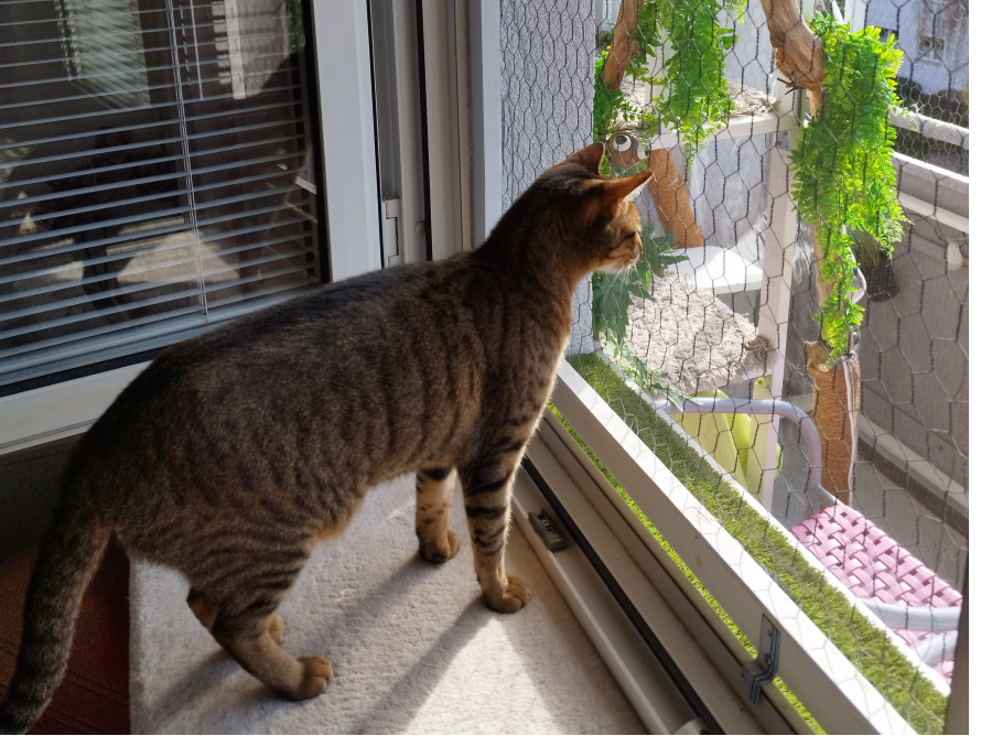 Fenstergitter für Katzen