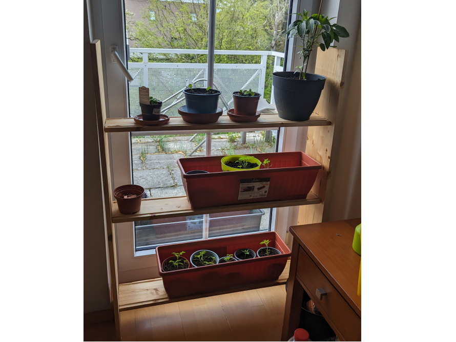 Holzregal mit Pflanzen vor Fenster