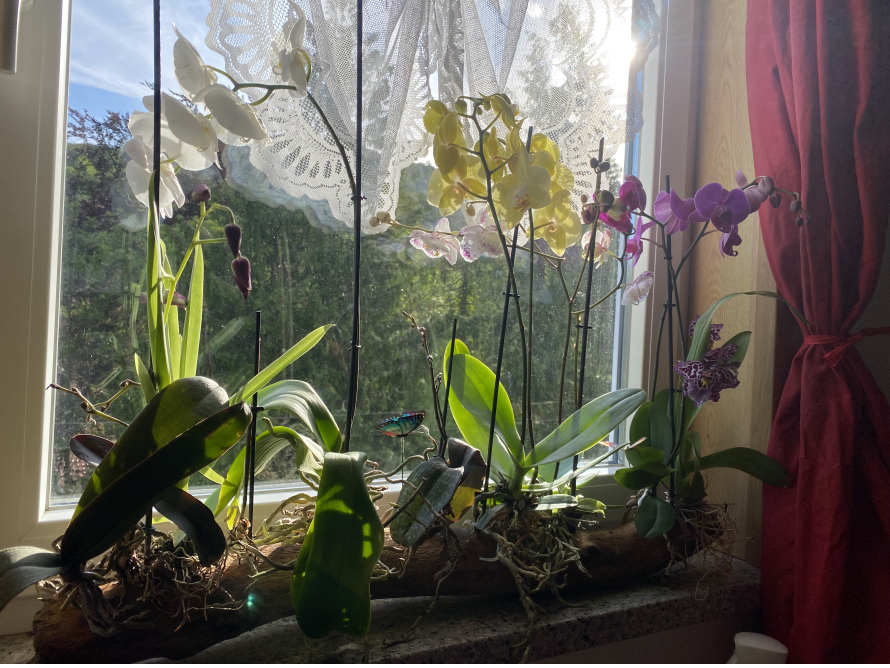 Orchideen am Fenster