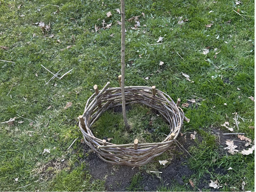 Flechtzaun um jungen Baum