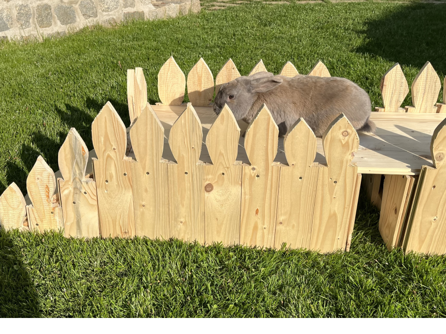 Kaninchen auf einem Holzsteg