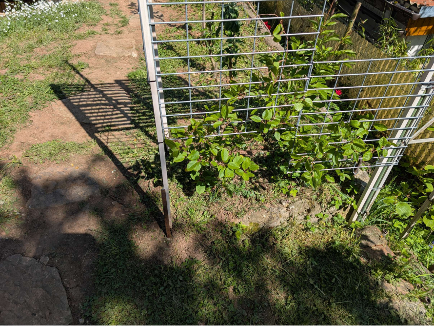 Rankhilfe für Pflanzen an Hauswand