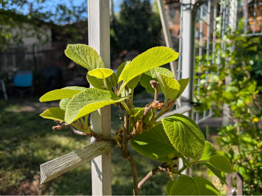 Junge Kiwi-Pflanze an Holzgerüst